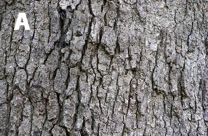 White oak
